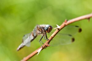 Close-up of dragon fly on branch