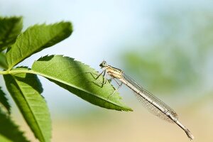 Libelle auf einem Blatt