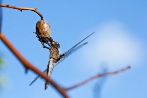 Close-up of dragon fly on branch