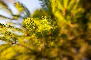 Close-up of fir branches