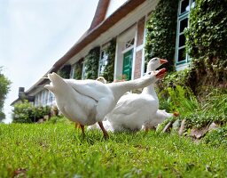 Fleisch, Gänse vor einer alten Reetkate auf der Wiese