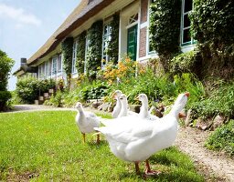 Fleisch, Gänse vor einer alten Reetkate auf der Wiese