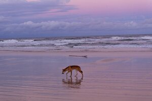 Dingo at beach in Fraser Island, Queensland, Australia