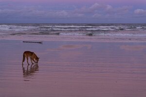 Australien, Bundesstaat Queensland, Fraser Island, Strand, Dingo