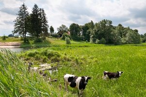 View of cows grazing in Mikolajki, Warmia-Masuria, Poland