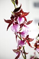 Orchidee, Orchideenblüte, blühend Beallara 'Joe's Drum