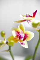 Orchidee, Orchideenblüte, blühend Phalaenopsis 'Gotris', Little Lady