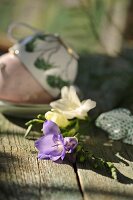 violette und weiße Freesienblüten auf einem Holztisch
