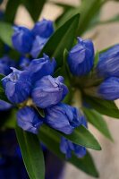 blaue Enzianblüten, Nahaufnahme 