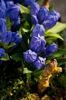 blaue Enzianblüten, Nahaufnahme 