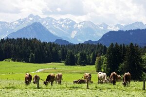 Cattle grazing in pasture at Oberallgaeu, Bavaria, Germany