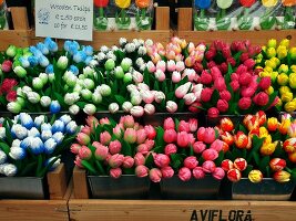 Wooden tulips on single canal in Amsterdam flower market in Amsterdam