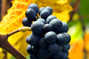 Close-up of bunch of blue grapes