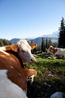 Chiemgau, Bayern, Chiemgauer Alpen, Sachrang, Spitzstein, Rinder