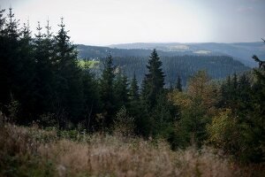 View of fir forest and mountain in Sauerland, Germany