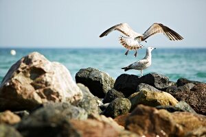 Gulls flying above rocks at sea cost near lake