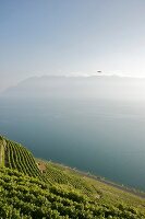 Elevated view of vineyards and Vaud Alps, Canton of Alps, Switzerland