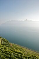 Genfer See, Kanton Waadt, Waadtländer Alpen, Weinberge Lavaux