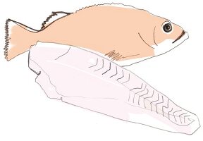 Illustration, Fisch, Rotbarsch, Rotbarschfilet, Filet