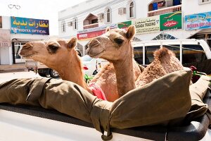 Camels on pickup truck in Wahiba Sands, Oman