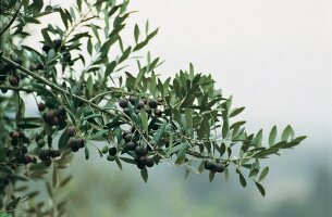 Italienisch kochen, Oliven an Zweigen