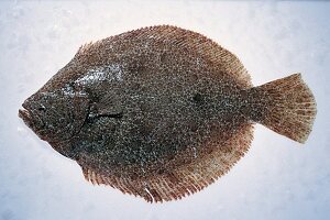 Italienisch kochen, Glattbutt, Freisteller