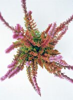 Close-up of heather on white background