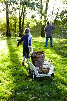 Junge, zieht, Wagen, von hinten, Apfelernte, Ernte, draußen, Herbst