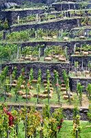 Vineyard terraces at Dernau, Ahrweiler, Germany