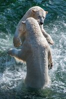 Hannover, Erlebnis-Zoo Hannover, Yukon Bay, Eisbären