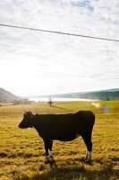 Cow in meadow overlooking the Lac de Joux, Vallee de Joux in Lake Geneva, Switzerland