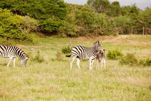 Südafrika, Phinda Game Reserve, Reservat, Zebra, Zebras