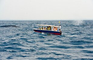 View of boat with tourists watching whales in sea at Mirissa, Sri Lanka