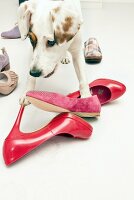 Hund Betty, Streuner aus Spanien im Fotostudio vor Schuhen