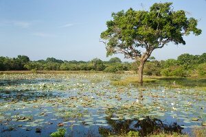 View of water lilies and tree in lake at Yala National Park, Southern Province, Sri Lanka