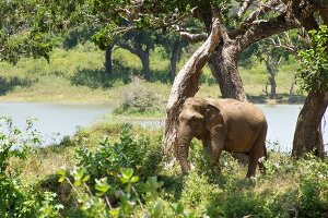 Sri Lanka, Yala-Nationalpark, Elefant