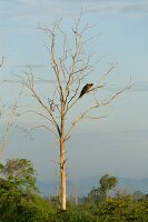 Sri Lanka, Udawalawe-Nationalpark, Pfau in Baumkrone