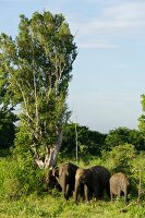 Elephants in Udawalawe National Park, Uva Province, Sri Lanka