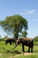 Sri Lanka, Udawalawe-Nationalpark, Elefanten, grasen