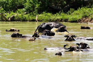 Water buffaloes in water at Udawalawe National Park, Uva Province, Sri Lanka