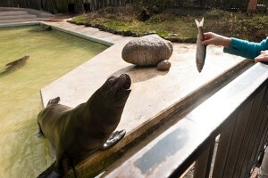 Woman feeding sea lion in Zoo Osnabruck, Osnabruck, Germany