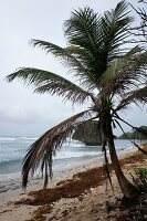 Coconut tree near sea in the island of Lesser Antilles, Caribbean, Barbados