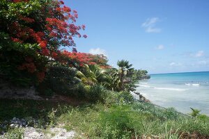 View of Caribbean sea with waves and rocks at Lesser Antilles, Caribbean island, Barbados