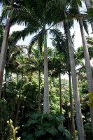 Different plants and trees at Lesser Antilles, Caribbean island, Barbados