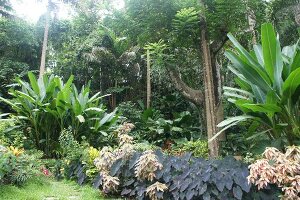 Different plants and trees at Lesser Antilles, Caribbean island, Barbados