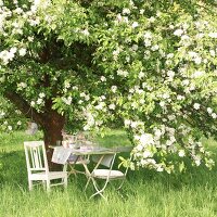 Table set under blooming apple tree in garden