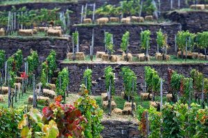 Vineyard terraces at Dernau, Ahrweiler, Germany