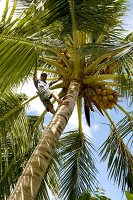 Man climbing on palm tree in Dhigufinolhu island, Maldives