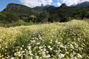 Türkei, Türkische Ägäis, Halbinsel Dilek, Nationalpark, Kamille