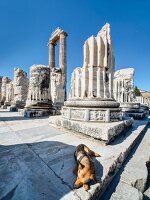 Dog sitting at temple of Apollo in Didyma, Turkey